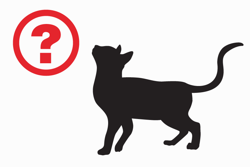 Disappearance alert Cat Female , 7 years Monceaux-l'Abbaye France Disappearance alert Cat Female , 7 years Monceaux-l'Abbaye France