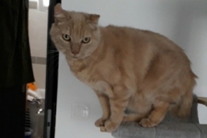 Alerta de Desaparición Gato Macho , 5 años Compiègne Francia